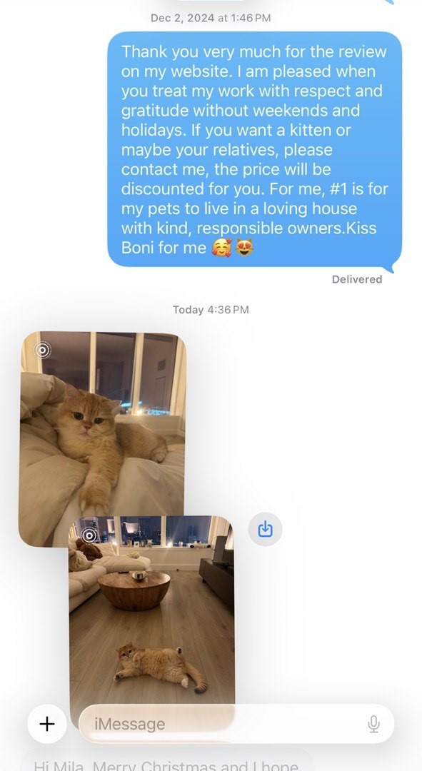 Kitty Palace Cattery - British and Scottish Kittens. Customer reviews