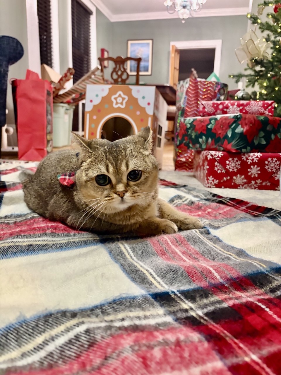 Kitty Palace Cattery - British and Scottish Kittens. Customer reviews