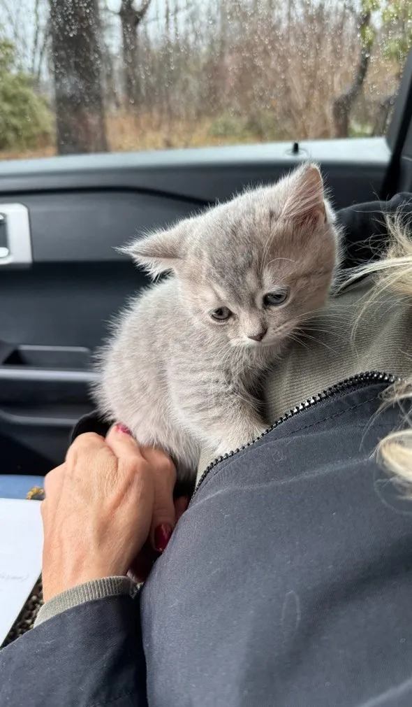Kitty Palace Cattery - British and Scottish Kittens. Customer reviews. Breeders near me