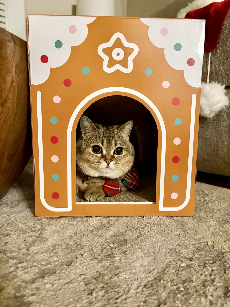 Kitty Palace Cattery - British and Scottish Kittens. Customer reviews