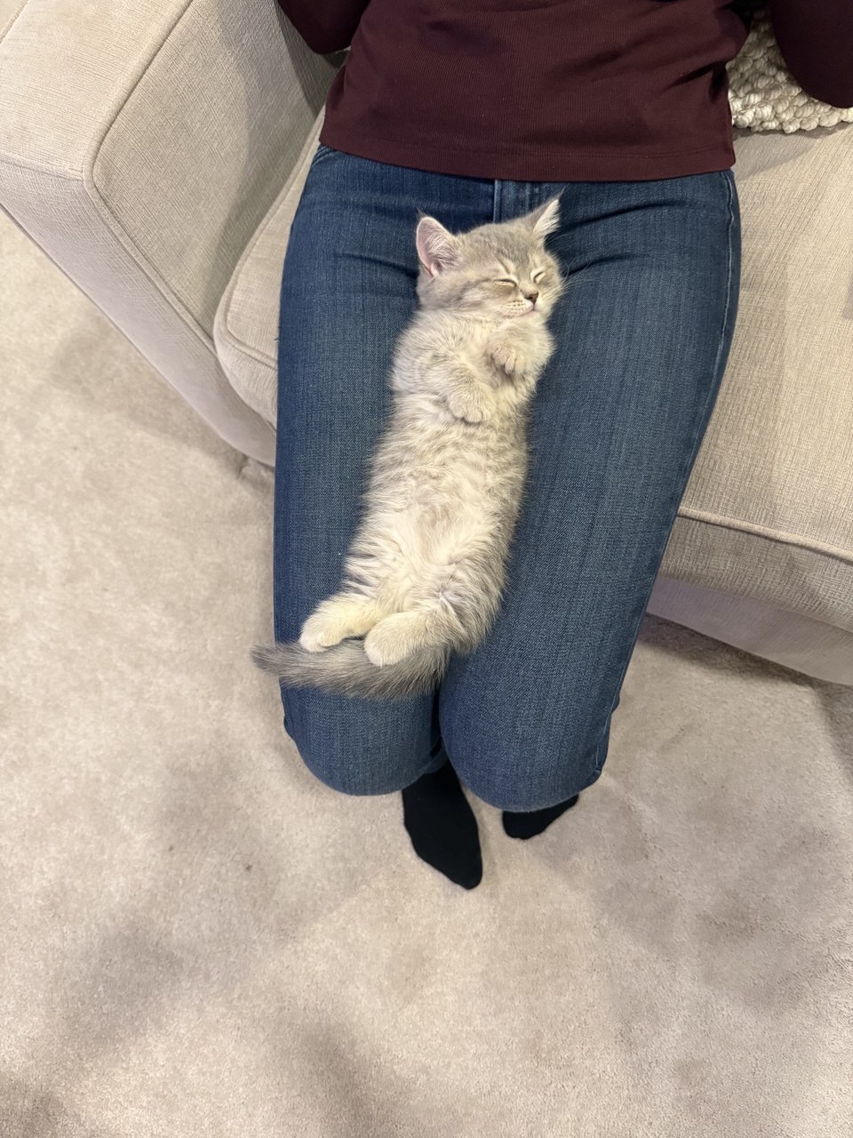 Kitty Palace Cattery - British and Scottish Kittens. Customer reviews