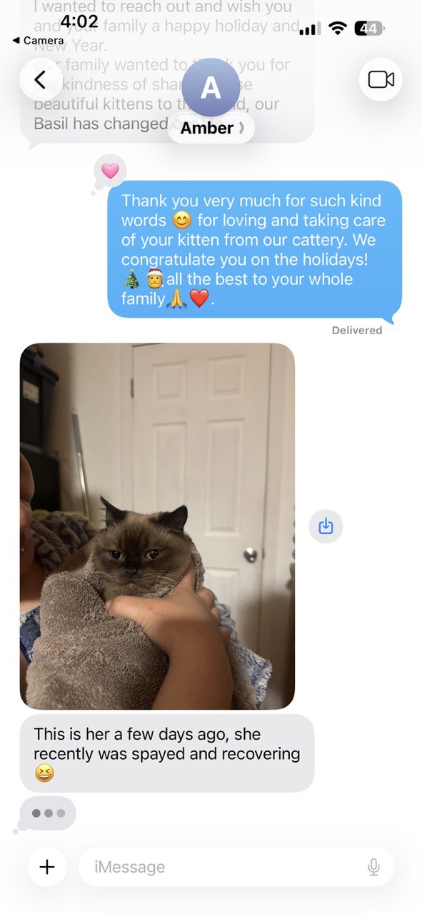 Kitty Palace Cattery - British and Scottish Kittens. Customer reviews