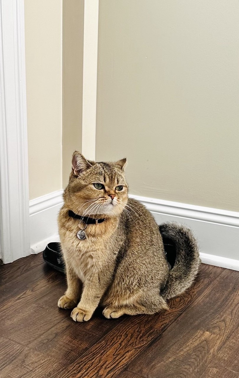 Kitty Palace Cattery - British and Scottish Kittens. Customer reviews