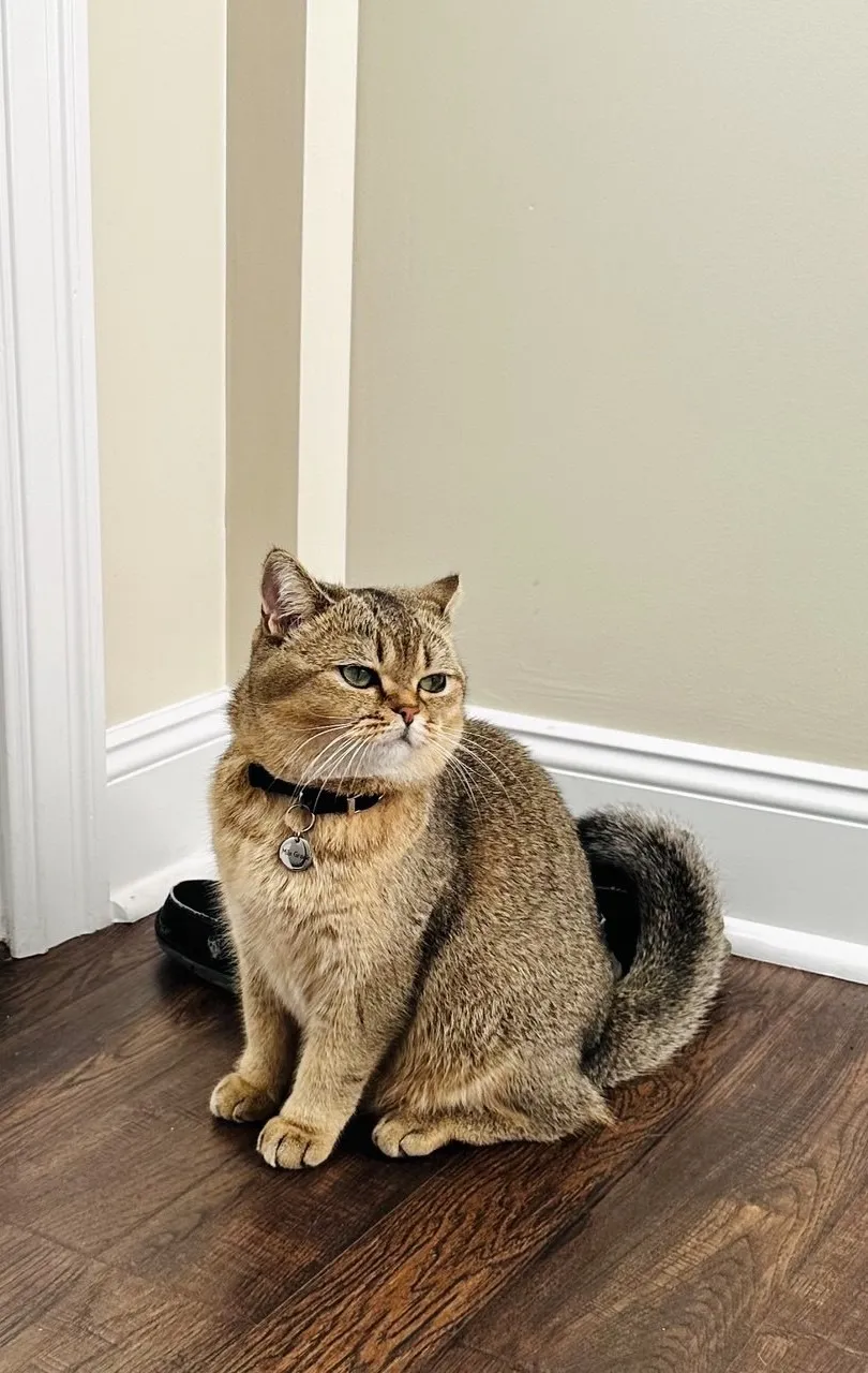 Kitty Palace Cattery - British and Scottish Kittens. Customer reviews. Breeders near me