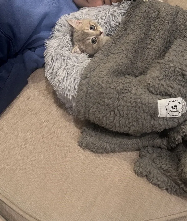 Kitty Palace Cattery - British and Scottish Kittens. Customer reviews. Breeders near me