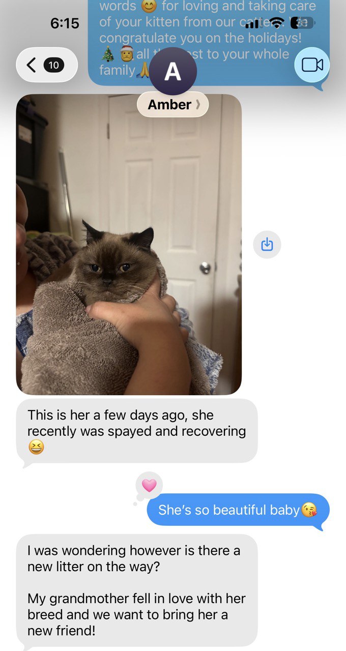 Kitty Palace Cattery - British and Scottish Kittens. Customer reviews