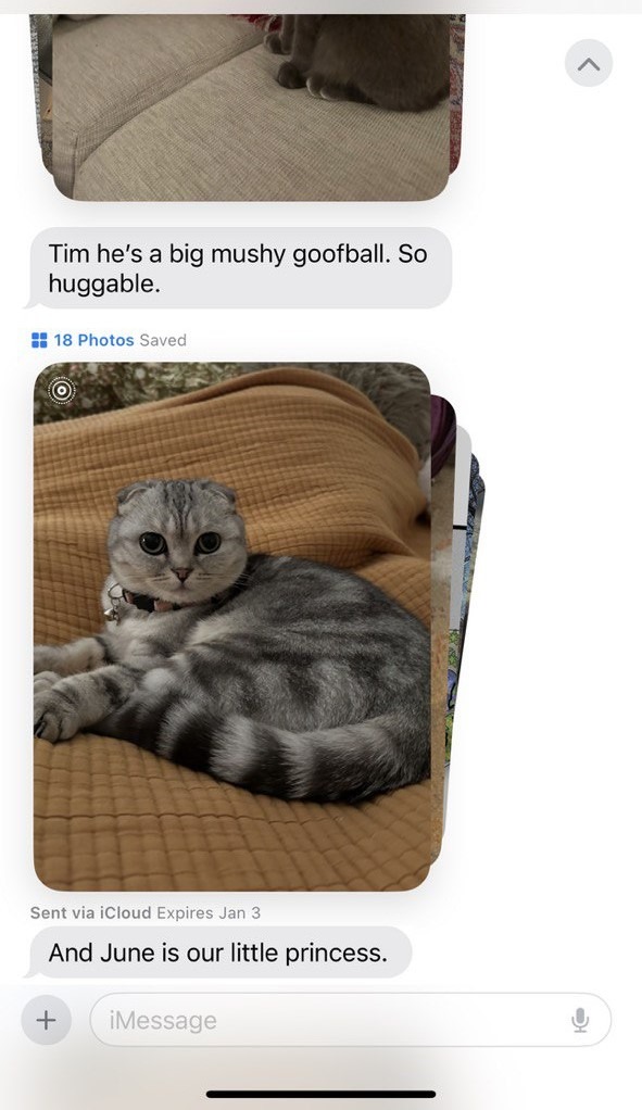 Kitty Palace Cattery - British and Scottish Kittens For Sale. Customer reviews