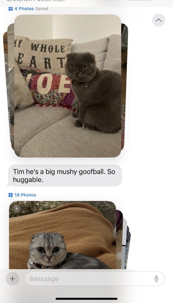 Kitty Palace Cattery - British and Scottish Kittens For Sale. Customer reviews