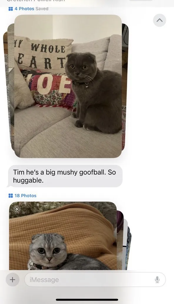 Kitty Palace Cattery - British and Scottish Kittens For Sale. Customer reviews. Breeders near me