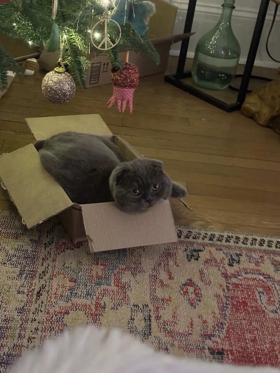 Kitty Palace Cattery - British and Scottish Kittens For Sale. Customer reviews3