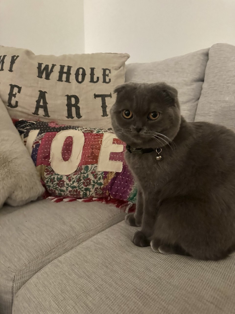 Kitty Palace Cattery - British and Scottish Kittens For Sale. Customer reviews3