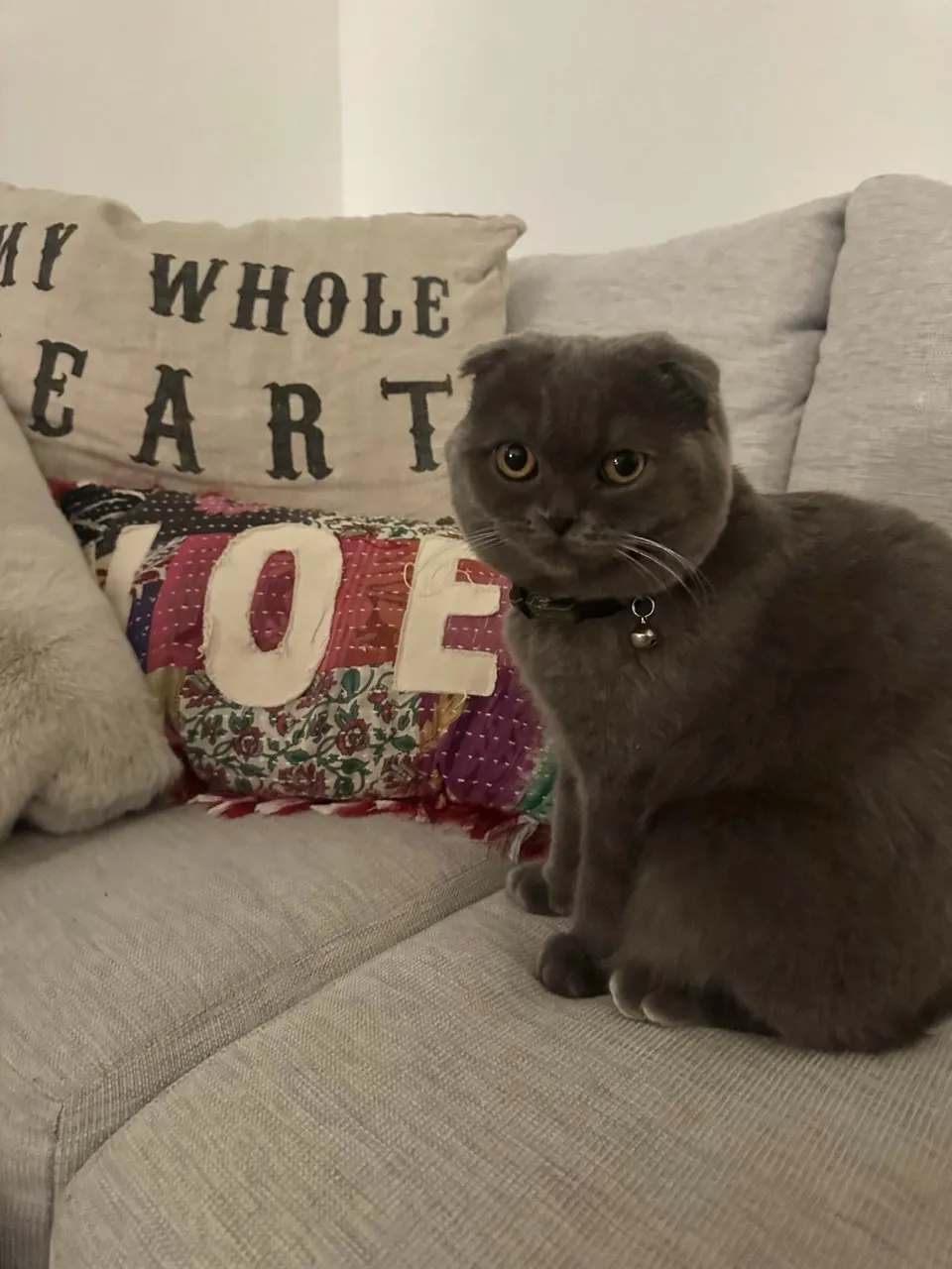 Kitty Palace Cattery - British and Scottish Kittens For Sale. Customer reviews. Breeders near me