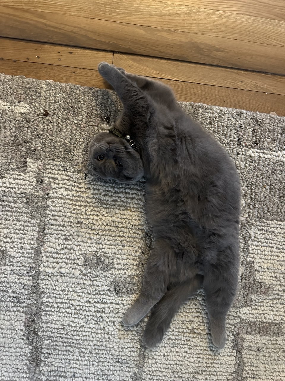 Kitty Palace Cattery - British and Scottish Kittens For Sale. Customer reviews3