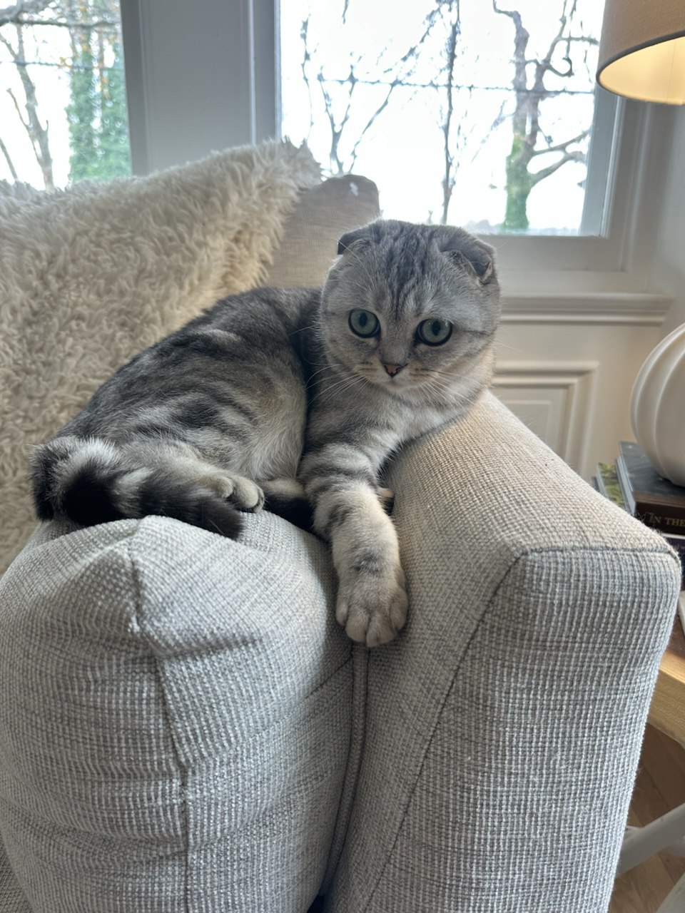 Kitty Palace Cattery - British and Scottish Kittens For Sale. Customer reviews