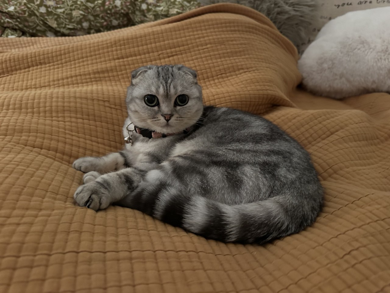 Kitty Palace Cattery - British and Scottish Kittens For Sale. Customer reviews