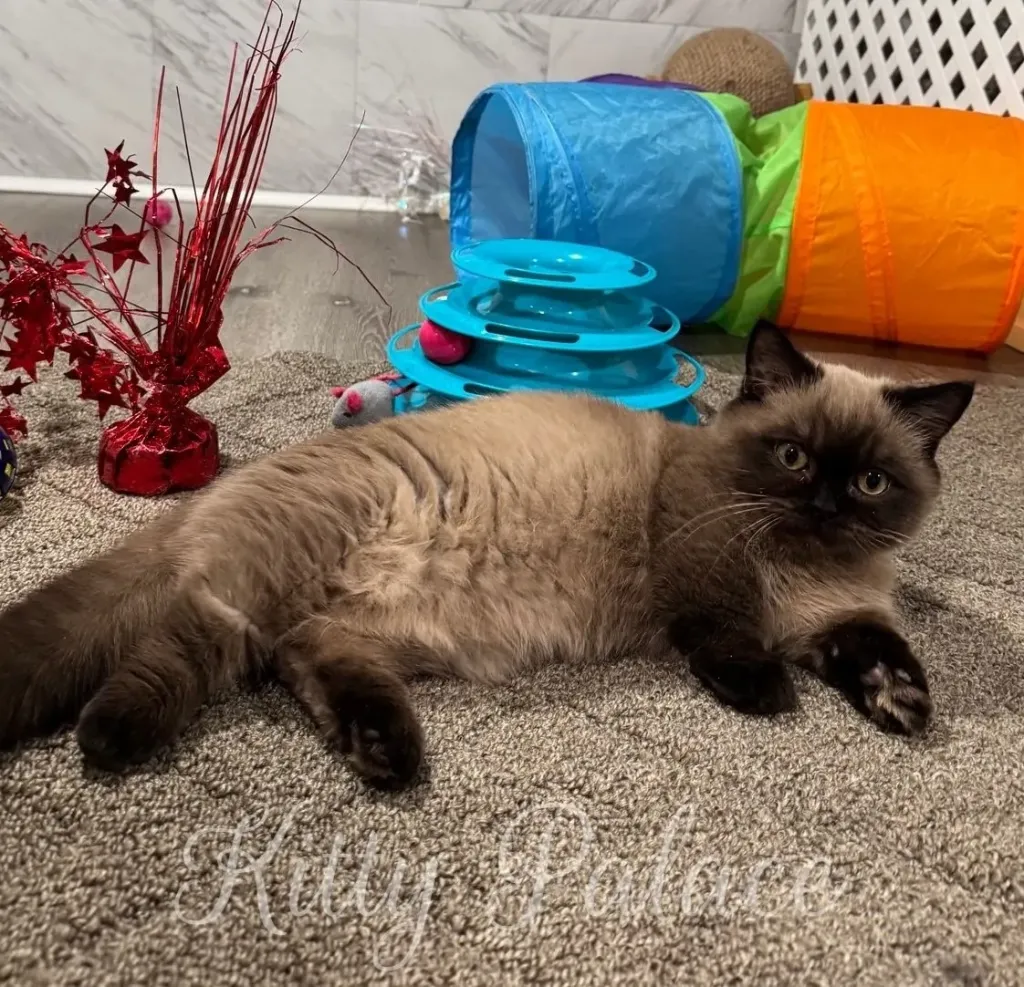 A calm cat lounges on a carpeted floor, surrounded by bright play tunnels, a rotating toy