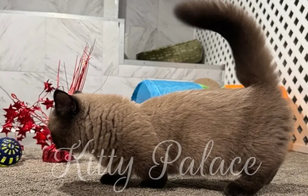 A curious cat sniffs colorful toys and red tinsel on a carpeted floor, beside marble stairs and a lattice fence