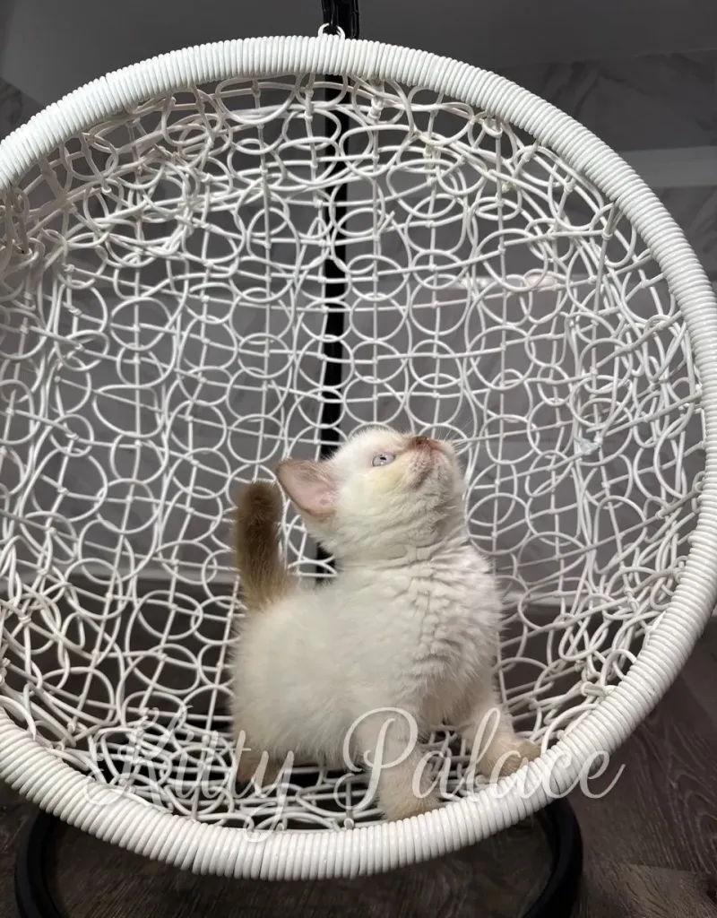 british shorthair cat for sale with blue eyes sits in a woven white hanging chair, gazing upward with a playful