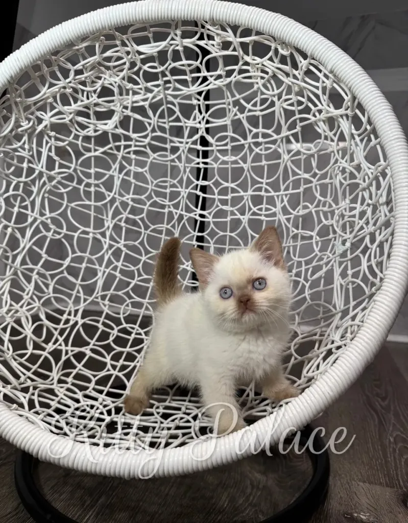 A curious kitten with blue eyes stands in a woven wicker egg chair, creating a cozy, playful pet portrait ideal for lifestyle