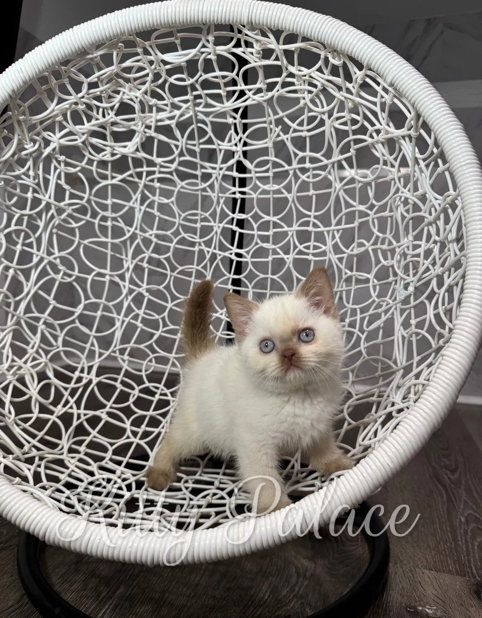 A curious kitten with blue eyes stands in a woven wicker egg chair, creating a cozy, playful pet portrait ideal for lifestyle