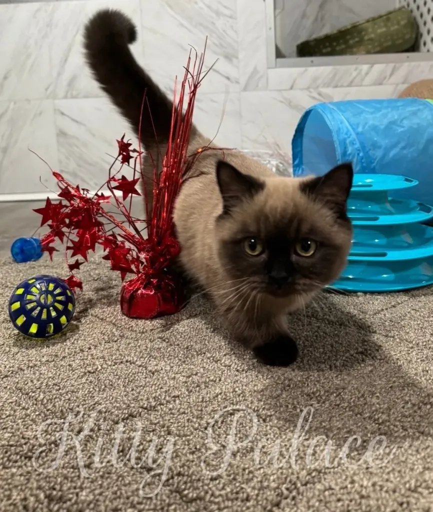 A fluffy Munchkin kitten investigates festive toys, including red tinsel, a blue play tunnel, and a multi-level ball track