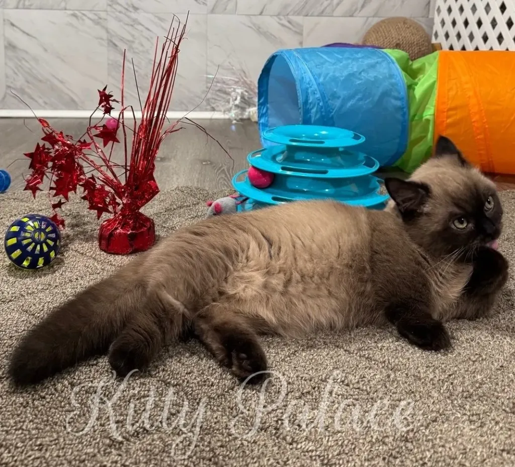 A fluffy Munchkin kitten lounges on a textured carpet beside a blue multi-level toy