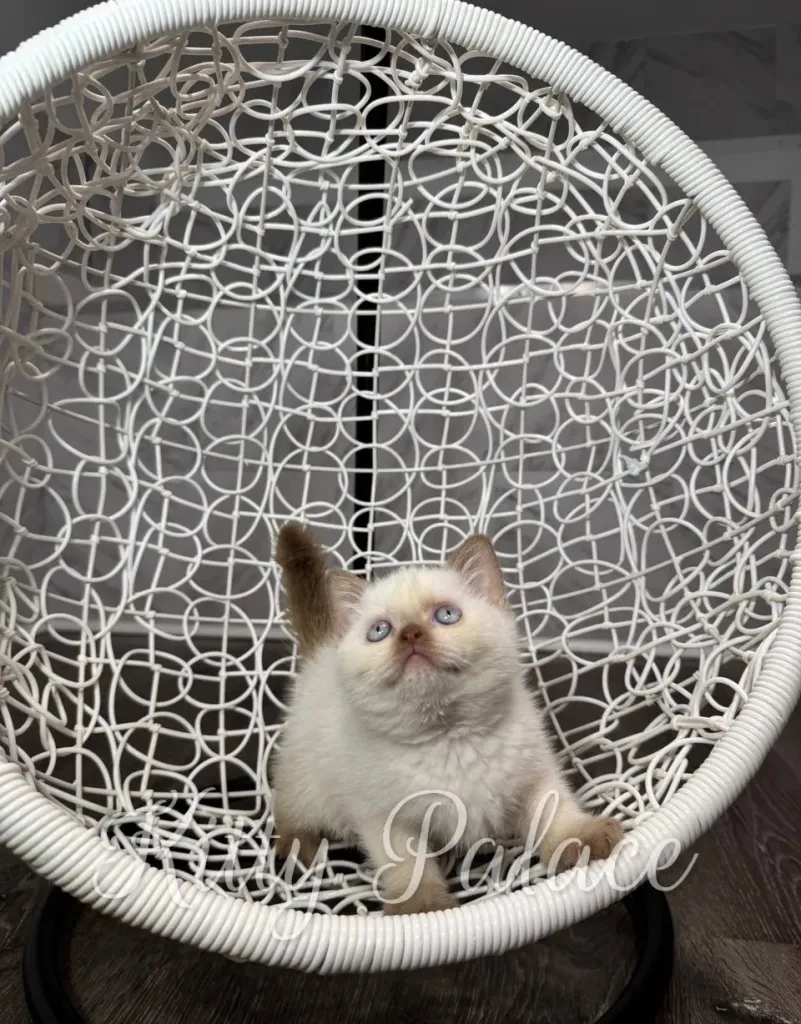 A fluffy british shorthair kitten with blue eyes kitten sits in a white woven egg chair, gazing upward with a curious, playful expression