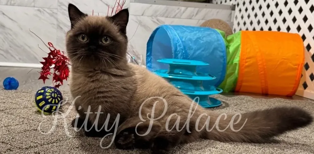 A fluffy chocolate cat sits among playful toys in a cozy indoor setup, surrounded by a blue tunnel, colorful fabrics, and balls