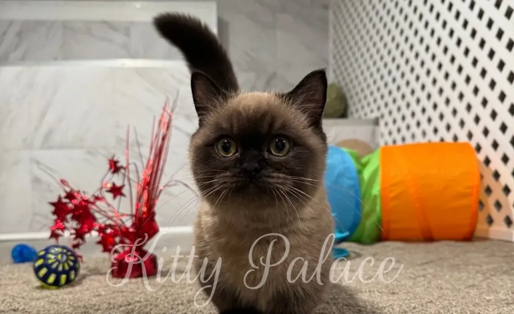 A fluffy chocolate point cat with striking green eyes sits on a carpeted floor, surrounded by colorful cat toys and a festive red decoration
