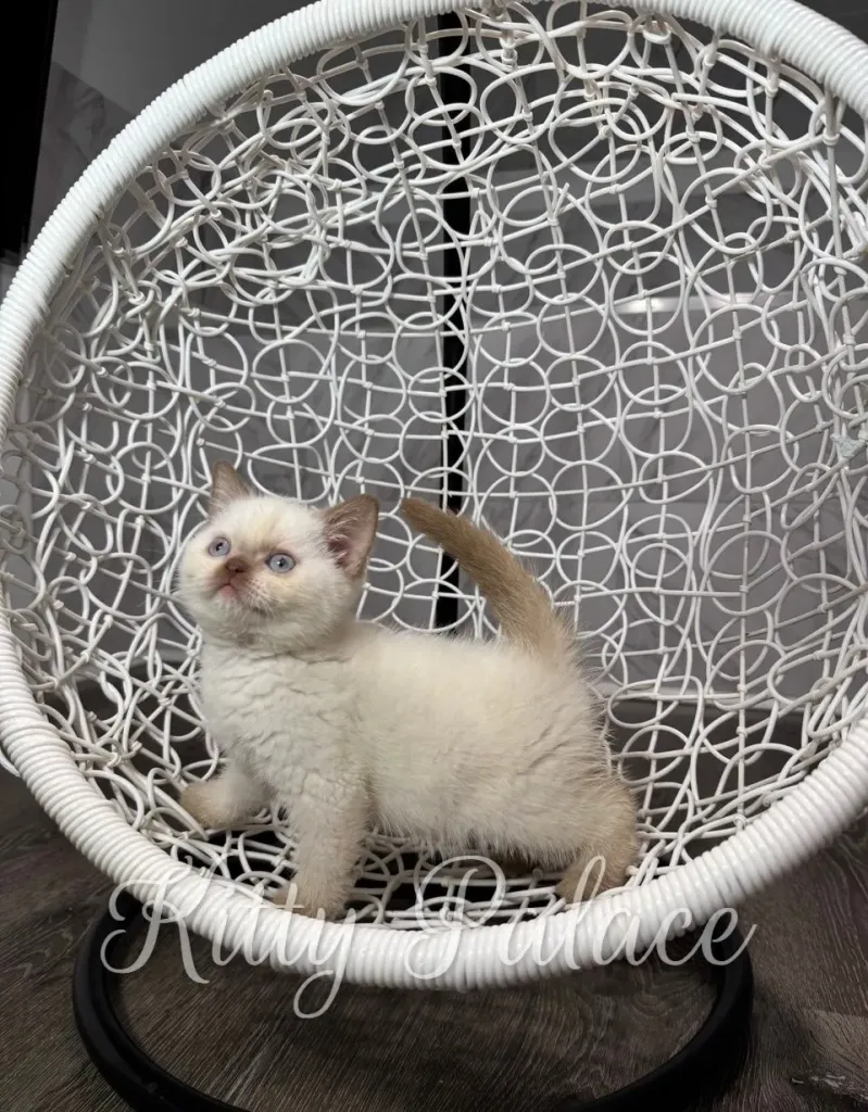 A fluffy cinnamon british shorthair cat for sale with blue eyes sits inside a white woven egg chair, looking up curiously