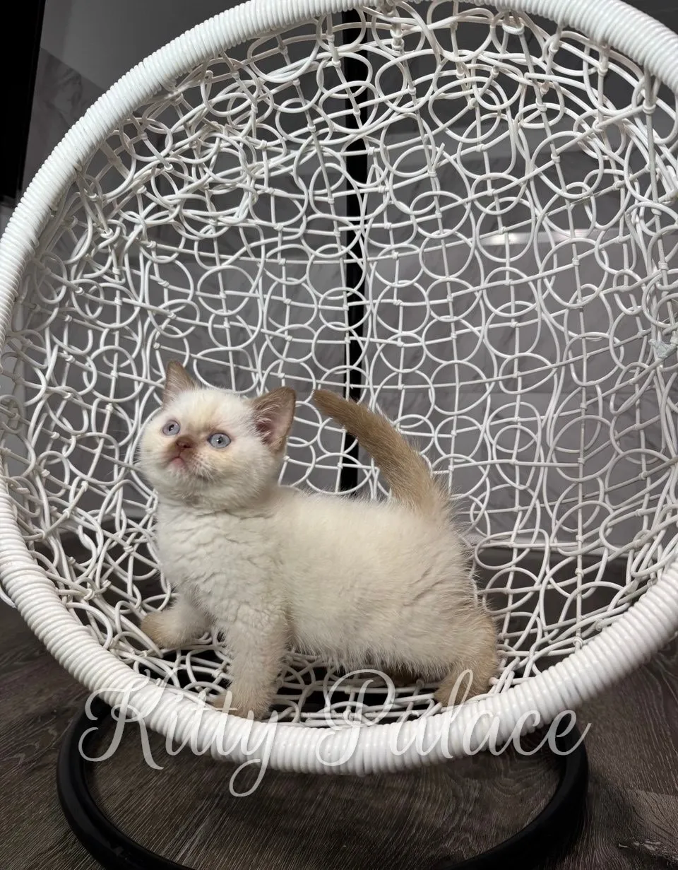 A fluffy cinnamon british shorthair cat for sale with blue eyes sits inside a white woven egg chair, looking up curiously