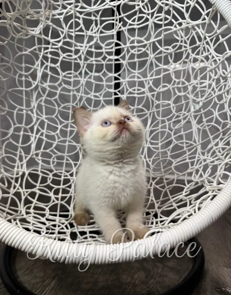 A fluffy cinnamon british shorthair kitten sits in a woven white hanging chair, gazing upward with curious blue eyes