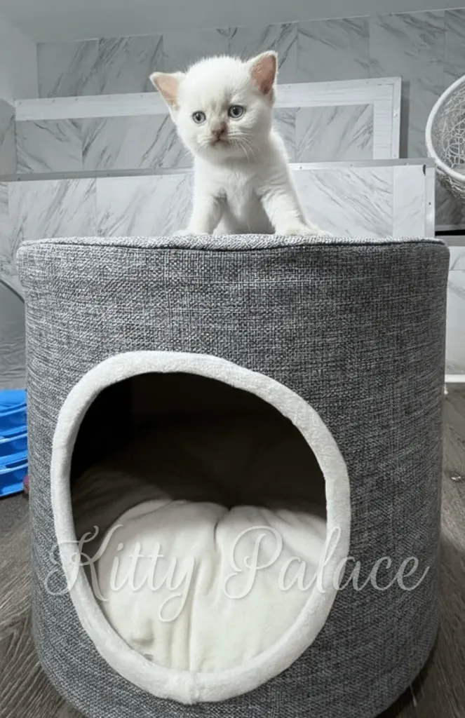A british shorthair cinnamon kitten with blue eyes perches on a gray cylindrical cat condo above a soft plush bed, set in a modern interior