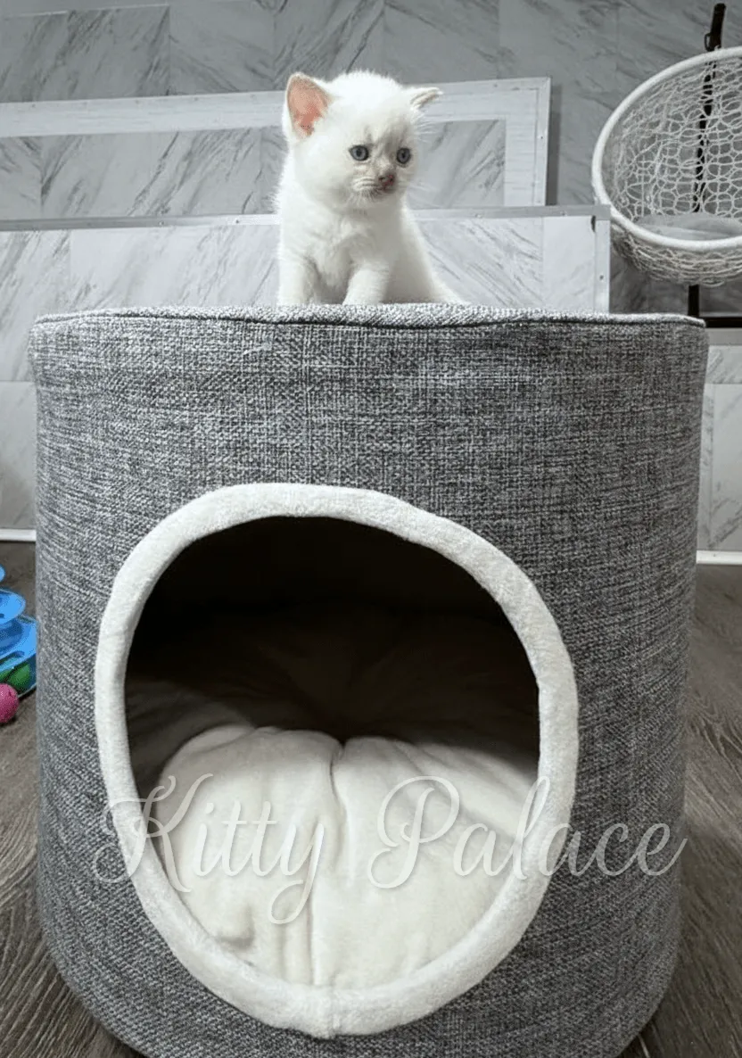 A british shorthair cinnamon kitten with blue eyes perches atop a modern gray cat condo, overlooking a cozy plush cat bed inside