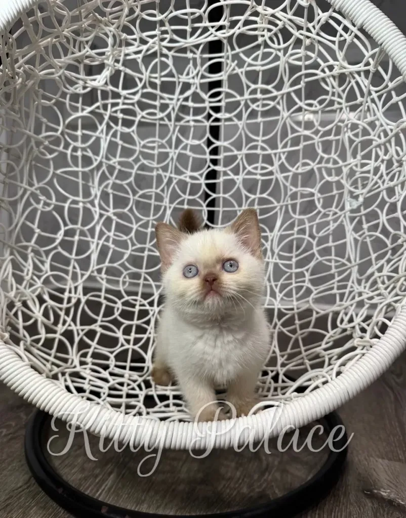 Adorable british shorthair kitten with blue eyes sits attentively in a white wicker hanging chair, conveying curiosity