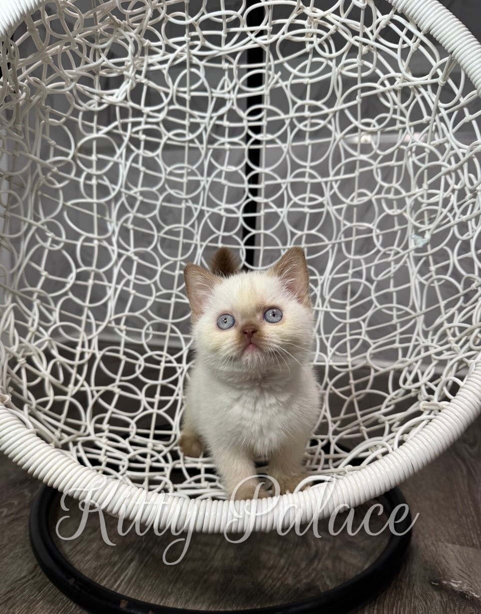Adorable british shorthair kitten with blue eyes​ sits attentively in a white wicker hanging chair, conveying curiosity