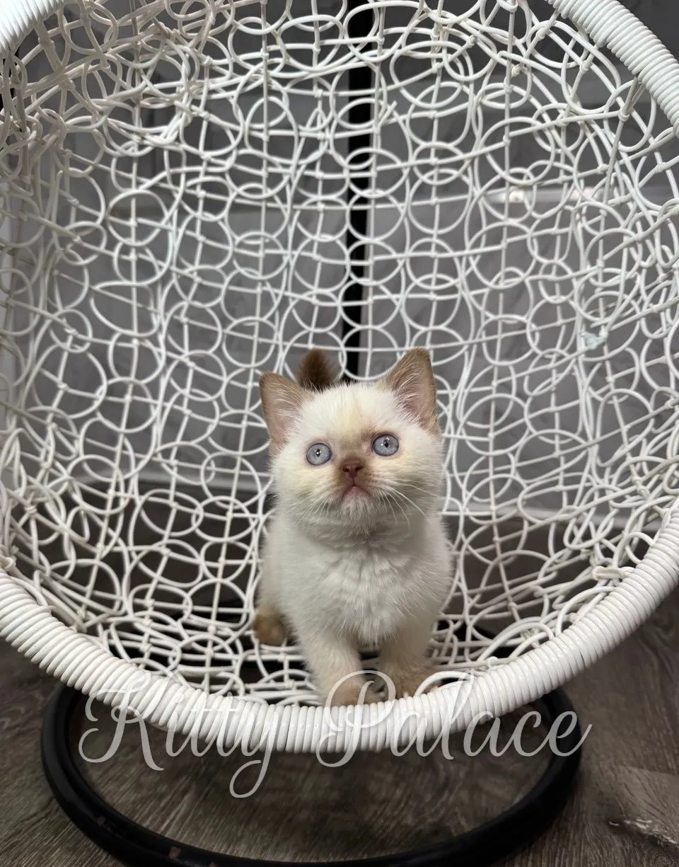Adorable british shorthair kitten with blue eyes sits attentively in a white wicker hanging chair, conveying curiosity