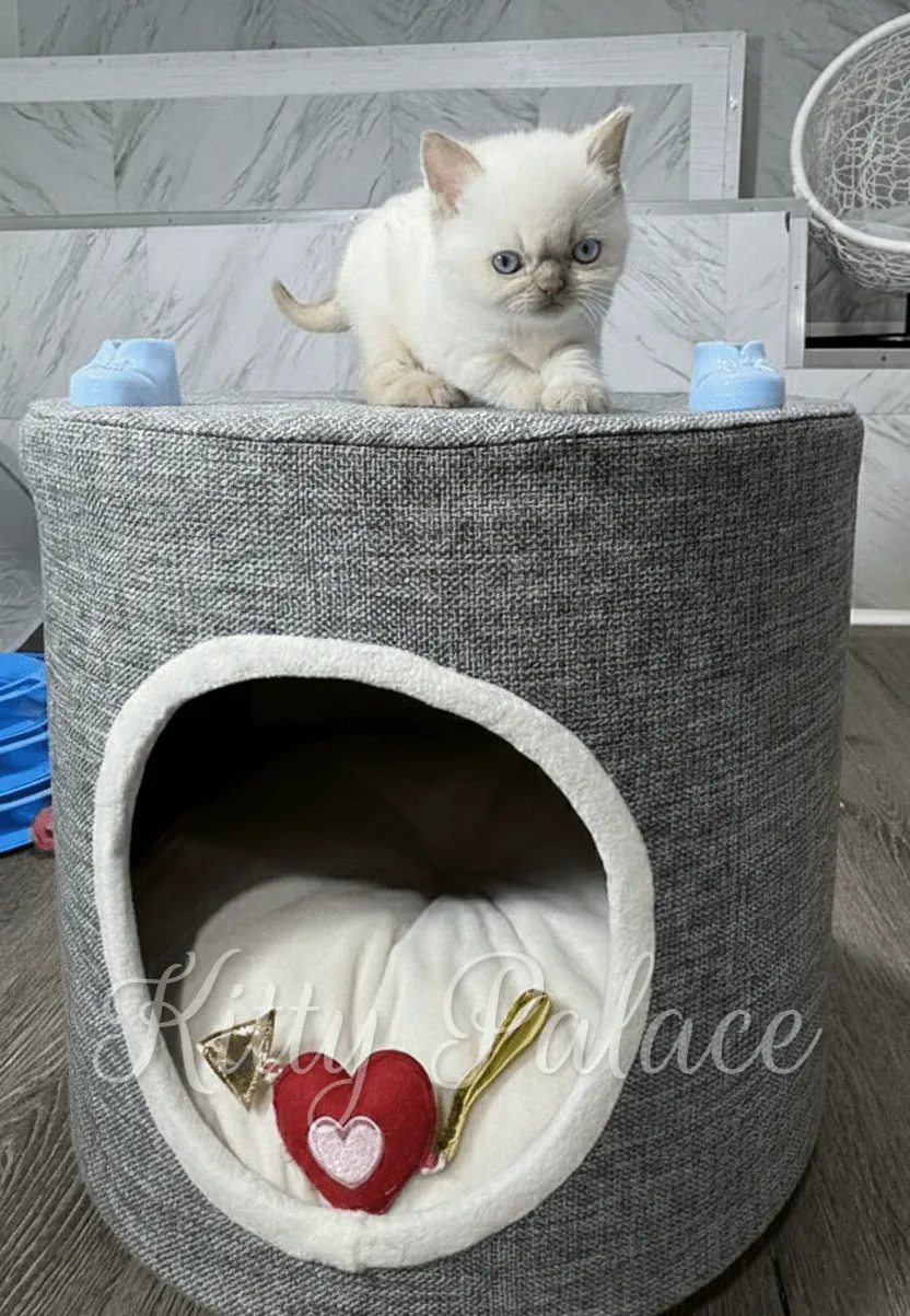 An adorable british shorthair cinnamon kitten with striking blue eyes perches on a modern gray cat bed