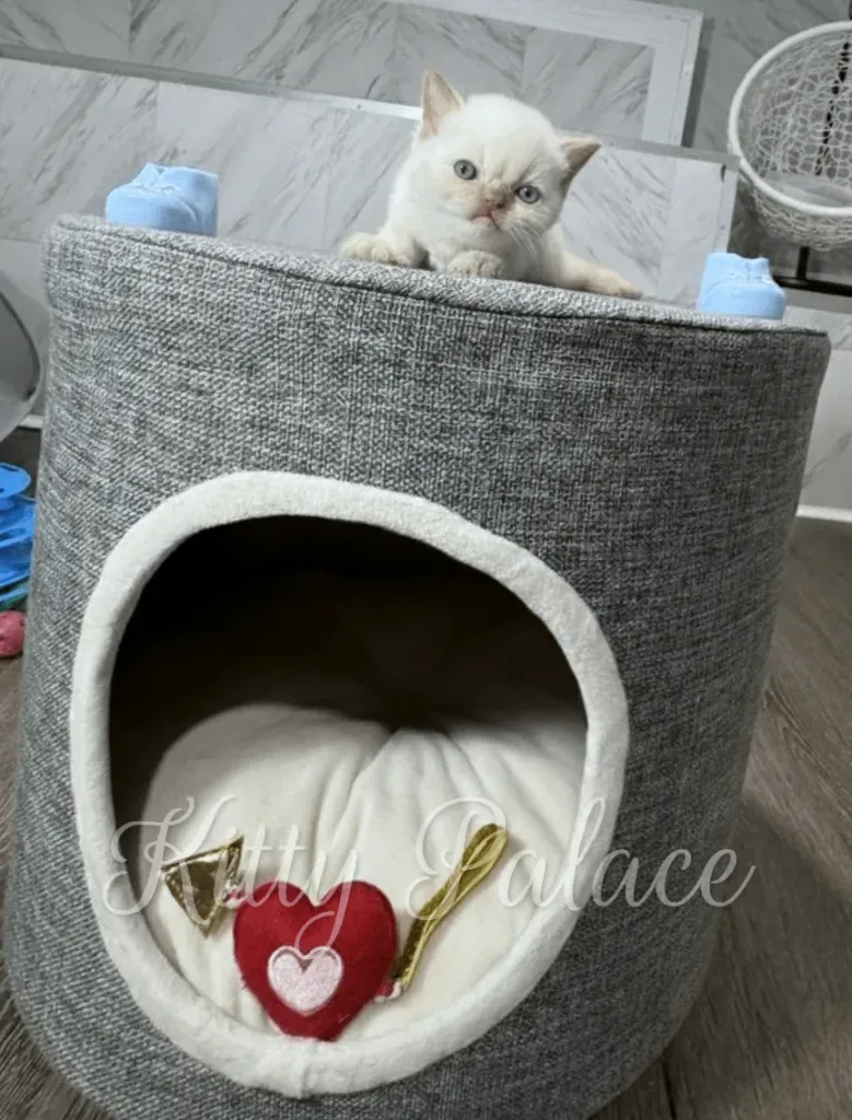 Curious british shorthair cinnamon kitten peeks over a grey fabric cat condo while a red heart toy rests inside the soft plush bed