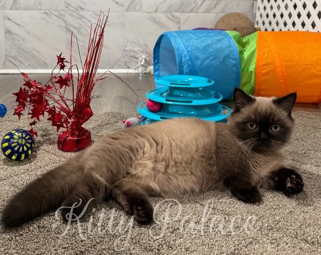 Fluffy Munchkin cat relaxing on a carpet surrounded by colorful cat toys and tunnels