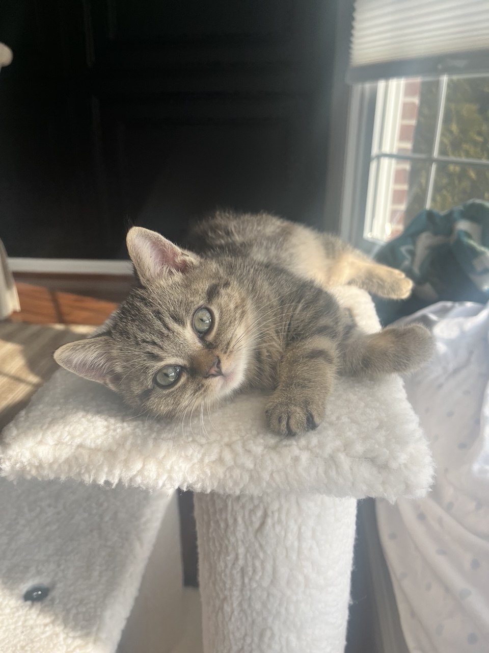 Kitty Palace Cattery - British and Scottish Kittens. Customer reviews. Macel