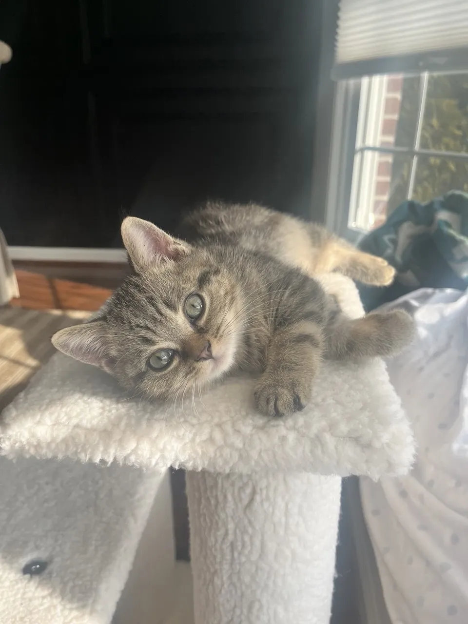 Kitty Palace Cattery - British and Scottish Kittens. Customer reviews. Macel. Breeders near me