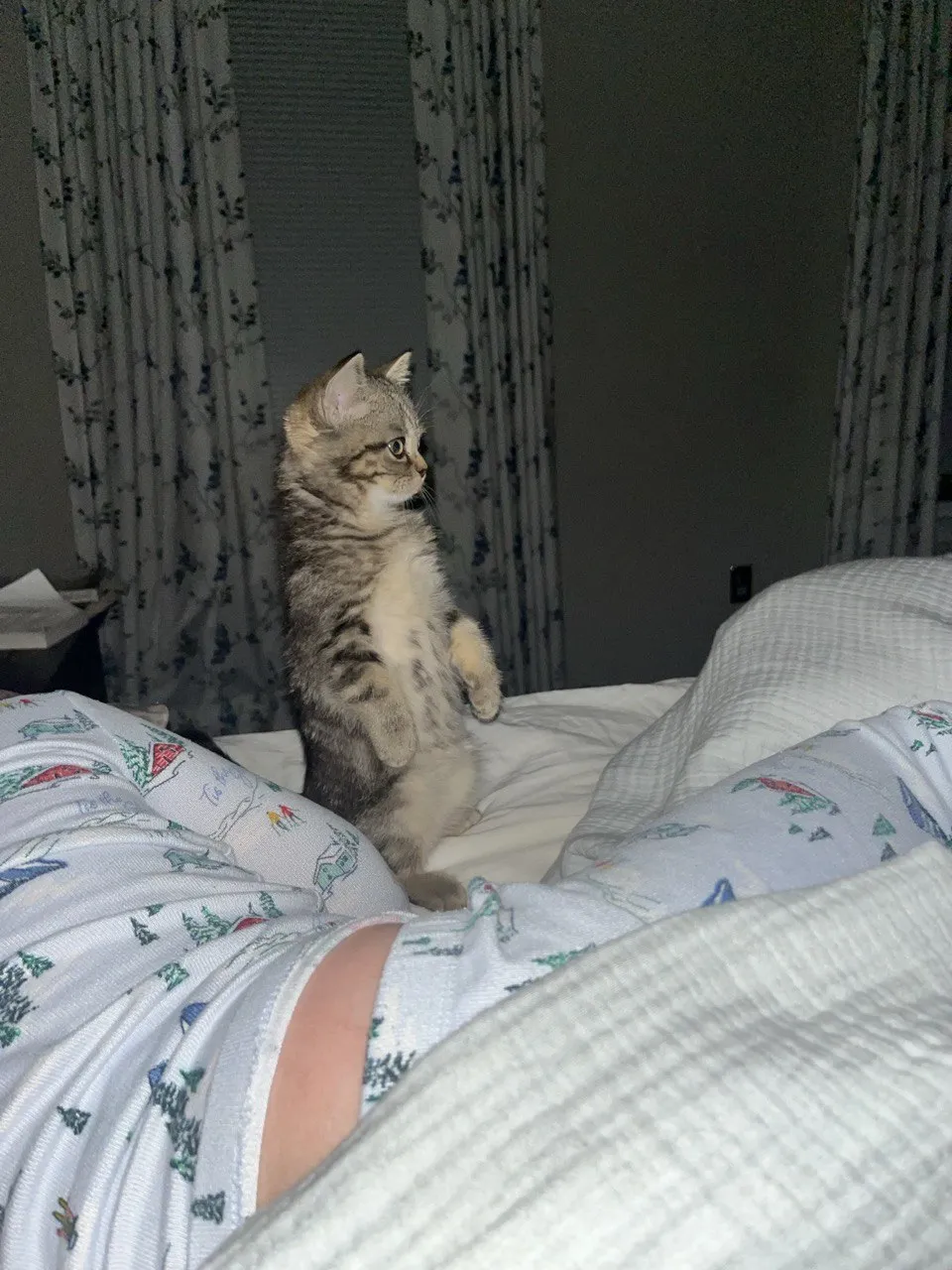 Kitty Palace Cattery - British and Scottish Kittens. Customer reviews. Macel