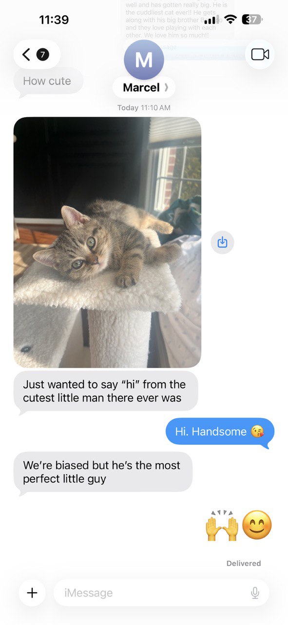 Kitty Palace Cattery - British and Scottish Kittens. Customer reviews. Macel