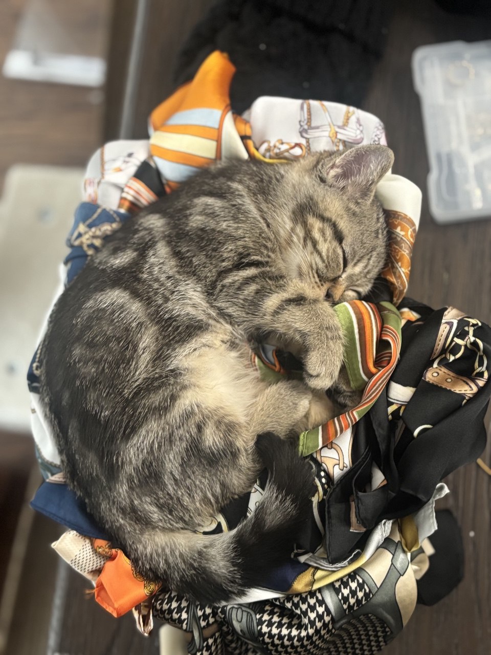 Kitty Palace Cattery - British and Scottish Kittens. Customer reviews. Macel