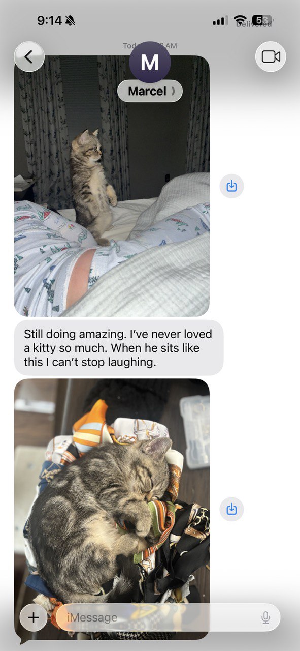 Kitty Palace Cattery - British and Scottish Kittens. Customer reviews. Macel