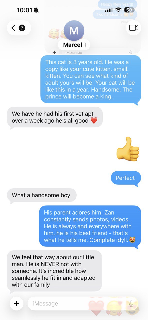 Kitty Palace Cattery - British and Scottish Kittens. Customer reviews. Macel