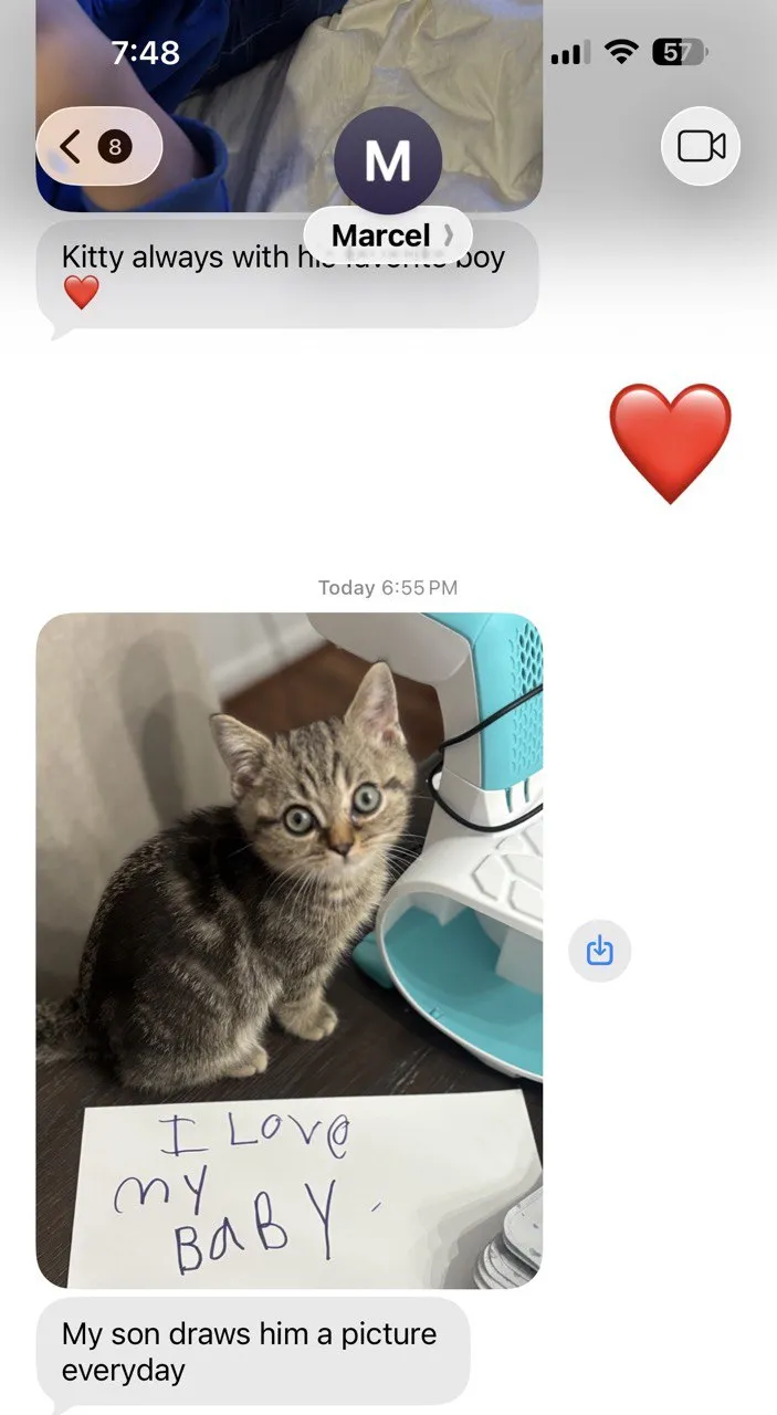 Kitty Palace Cattery - British and Scottish Kittens. Customer reviews. Marcel. Breeders near me