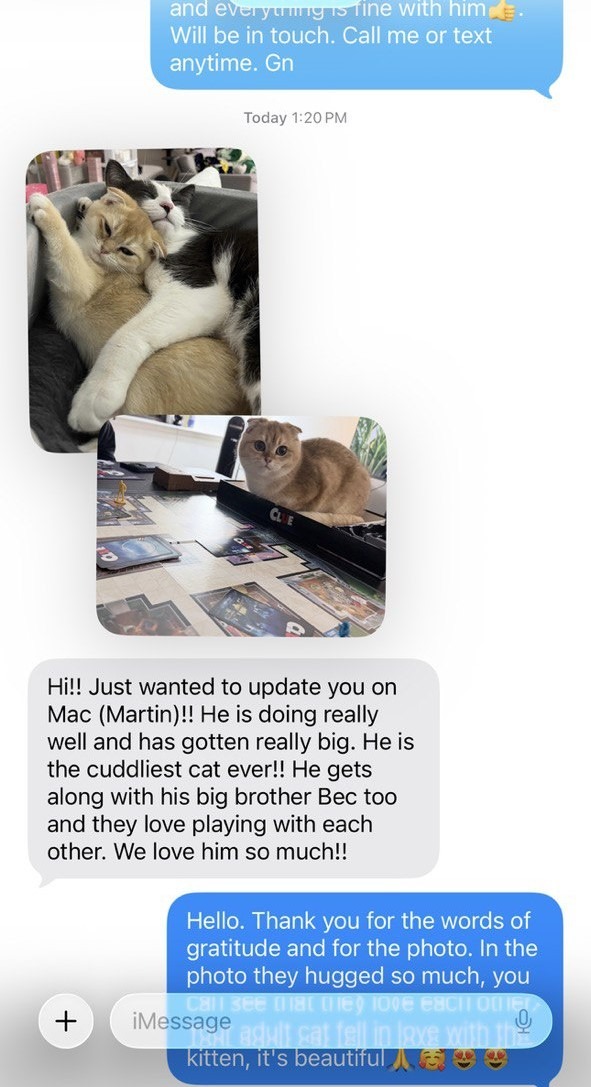 Kitty Palace Cattery - British and Scottish Kittens. Customer reviews. Martin