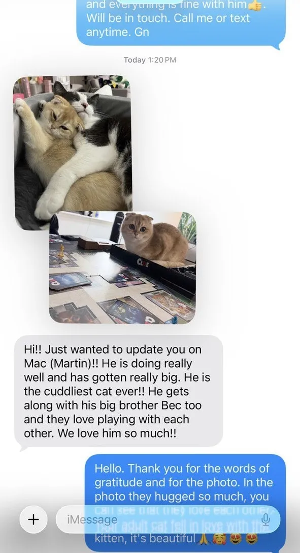 Kitty Palace Cattery - British and Scottish Kittens. Customer reviews. Martin
